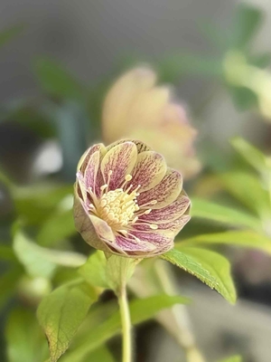 グリーンソレイユ系（リーバーシブルブルブラウンミストグラデーションddグリーンオーレア血統【Hi164】