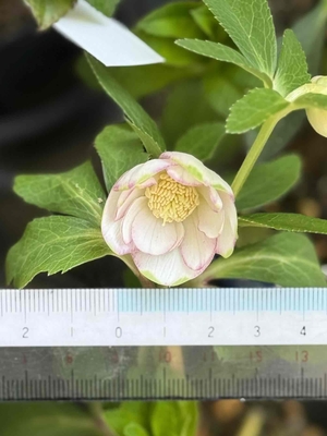 グリーンリップ【Og200】サンシャインローズ展オークション一番の目玉