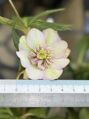 ムルチ系hybrid【og107】パステルバイカラー