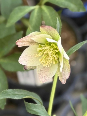 大木ナーサリーさんのクリスマスローズ | グリーンホビー