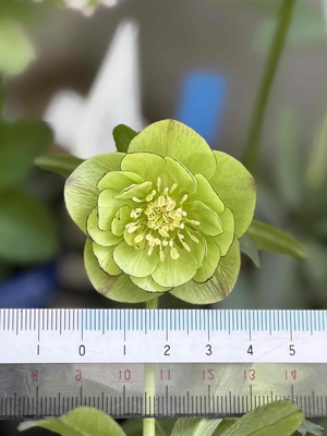 ムルチフィダス系【Ta64】５弁ダークベインライン