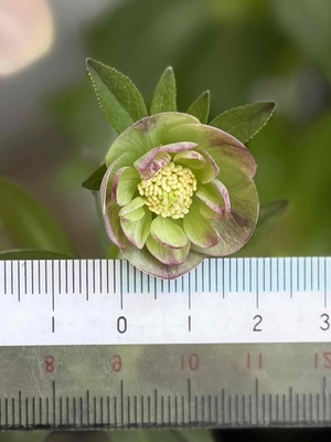 デュメトルム系【Ta65】パステルブラウングラデーションエッジ