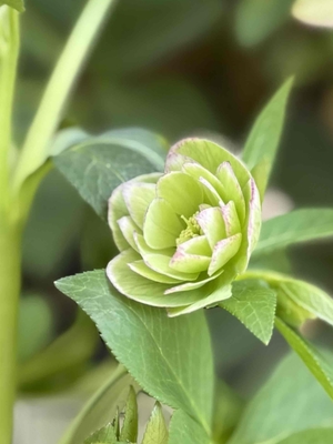 デュメトルム系【Ta66】ホワイトリップ