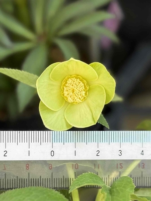 デュメトルム系オーレア【Ta67】小輪グリーンゴールド