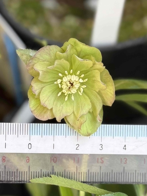 デュメトルム系【Ta39】渋グリーンブラウングラデーション