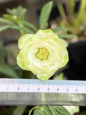 曽田園芸さんのクリスマスローズ | グリーンホビー