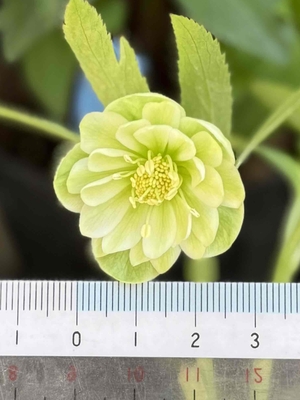 リグリクス系dd【Og62】多弁系