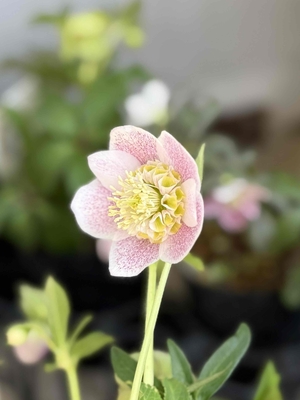 ピンクパウダーゴールド系エッジヌケ【ws60】