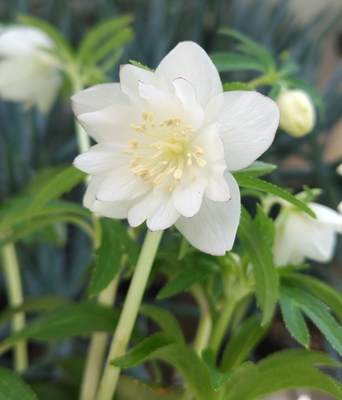 大木ナーサリーさんのクリスマスローズ | グリーンホビー