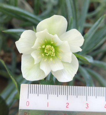 大木ナーサリーさんのクリスマスローズ | グリーンホビー