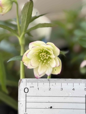 ムルチ系dd【Og219】