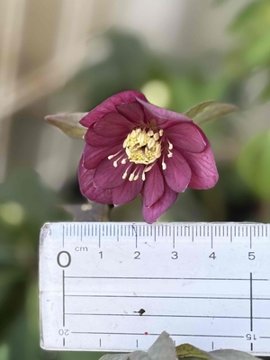 紅（べに）【Wa92】究極のレッド