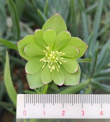 ムルチフィダス系【Ta68】爪白リップ