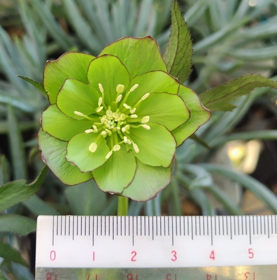 トルカータス系【Ta71】