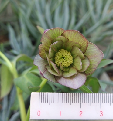 アトロルベンス系【Ta73】ベインバイカラー