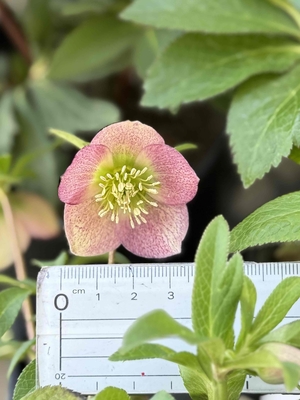 New　姫小町【So188】小輪多花の新品種