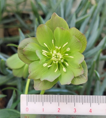 ムルチフィダス系【Ta70】５弁紅のパステルグラデーション