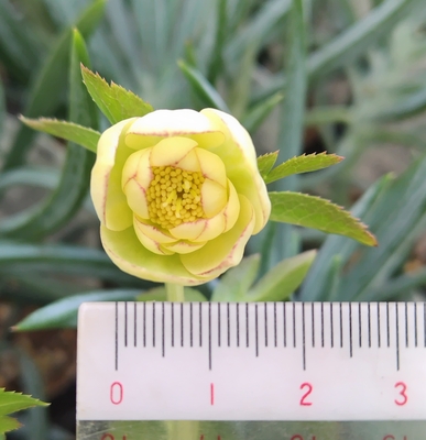 デュメ系オーレアdd【Og197】