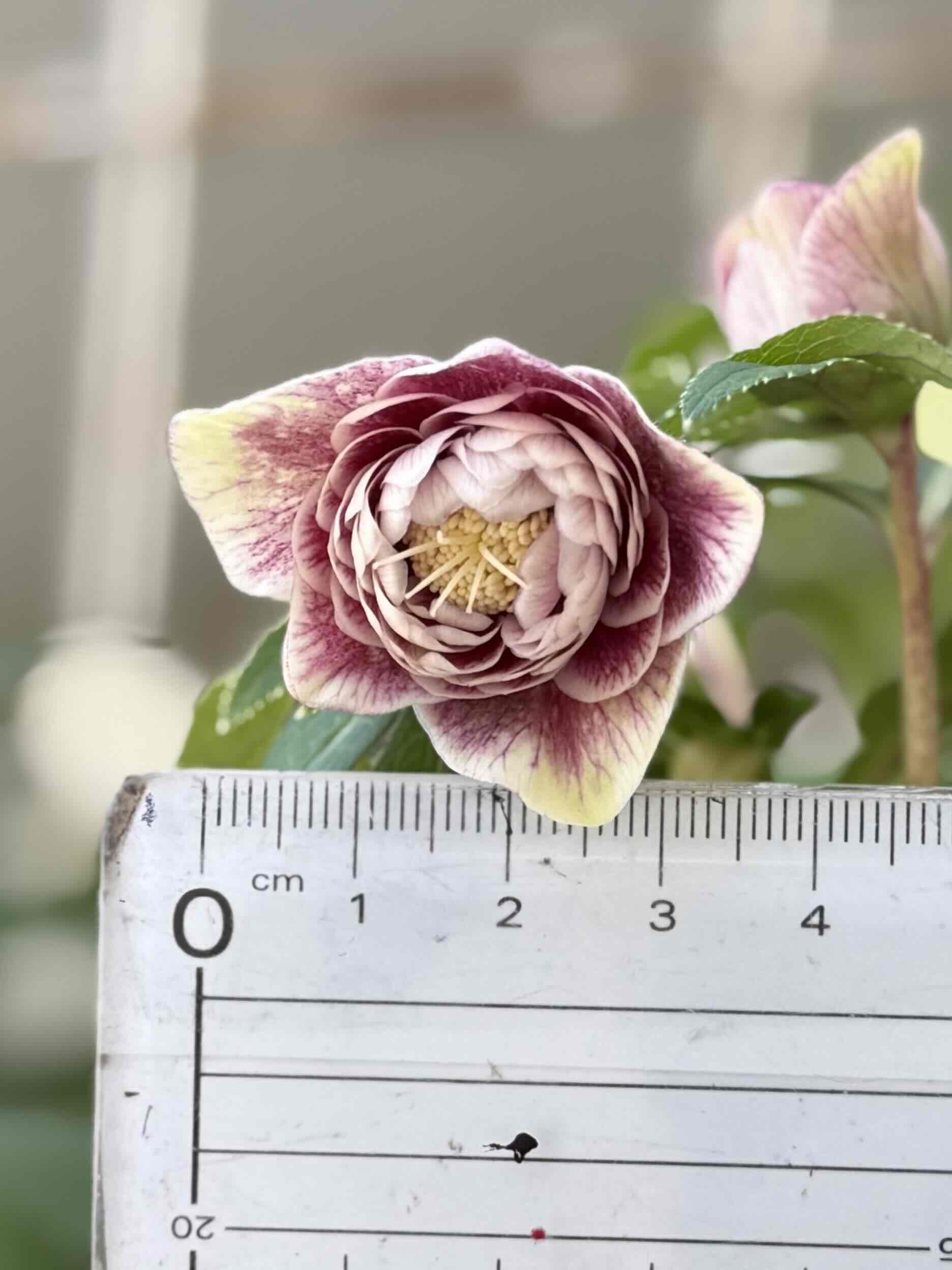 ピンクソレイユ多弁 元親【Hi194】 | グリーンホビー