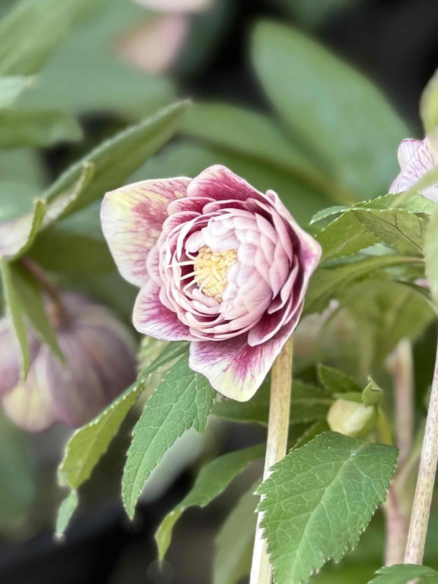 ピンクソレイユ多弁 元親【Hi194】 | グリーンホビー