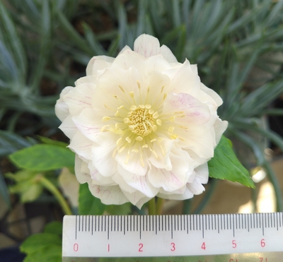 ホワイトゴールド超多弁【ka612】