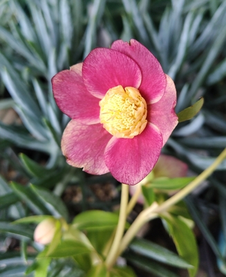 小輪系ベタレッドsdオーレア【Hi140】