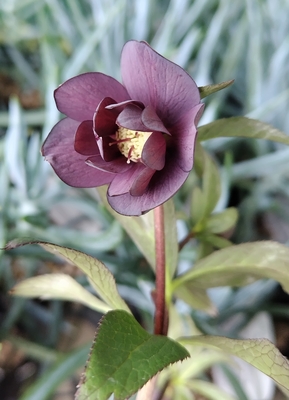 デュメ系グレーdd【og109】