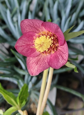 リバーシブルスカーレットsd【Hi154】