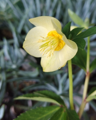 オキシデンタリス系オーレア【Ta52】蕾無し