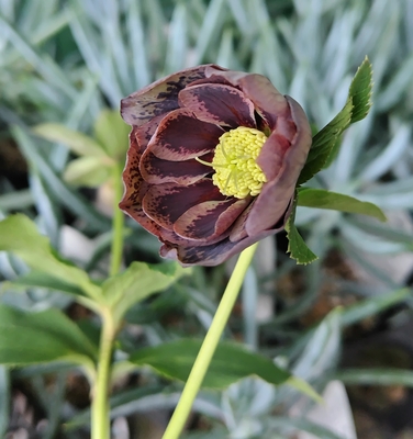 クリスマスローズ | グリーンホビー