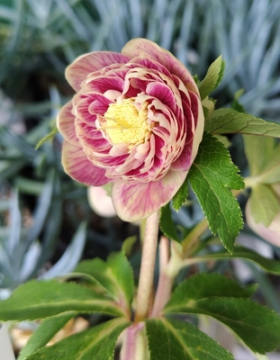 クリスマスローズ | グリーンホビー