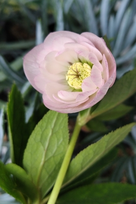 ピンクグラデーション【YA28】　