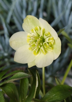 クリスマスローズ | グリーンホビー