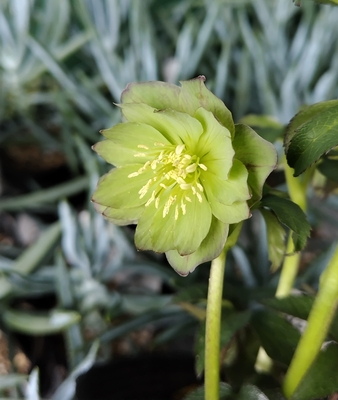 デュメトルム系【Ta72】