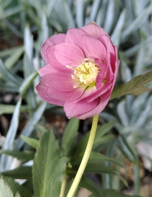 デュメトルム系【Ta74】