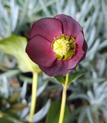 若レッド【Wa94】　