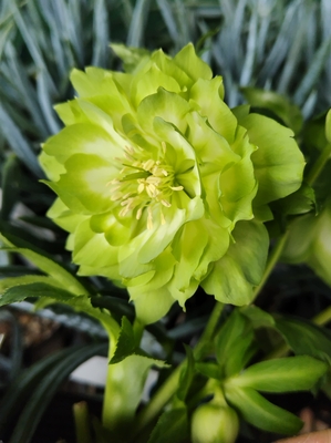 多弁鶯利休【So219】　