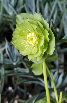 ムルチフィダス系【Ta77】