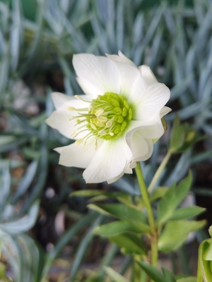 ヒデコート完成系【Og163】