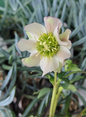 クリスマスローズ | グリーンホビー