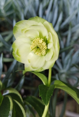 利休【So172】 蕾無し