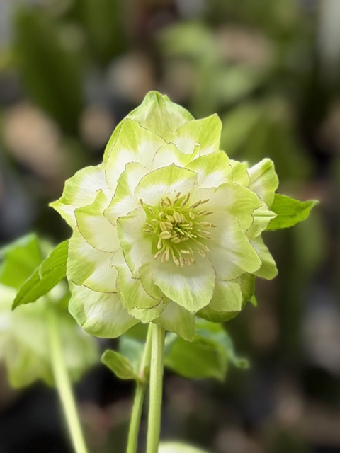 ピコ利休【So220】 | グリーンホビー