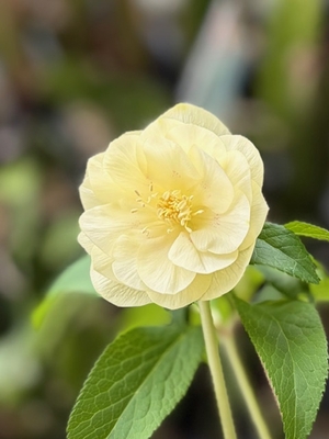 プラチナリップ【So221】 蕾無し