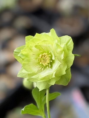 多弁利休【So222】 