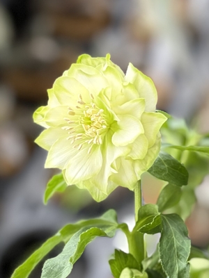 多弁系利休【So223】 