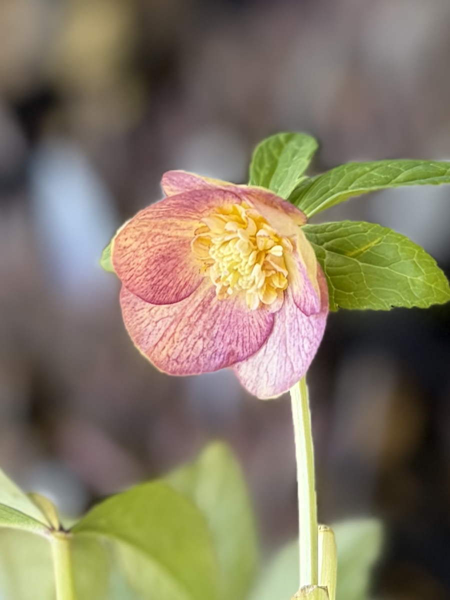 蜃気楼sd【Og204】 | グリーンホビー