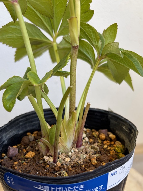 蜃気楼sd【Og204】 | グリーンホビー