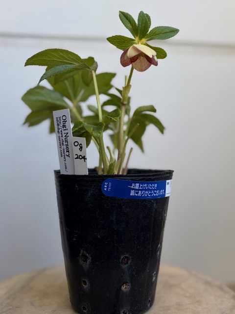 蜃気楼sd【Og204】 | グリーンホビー