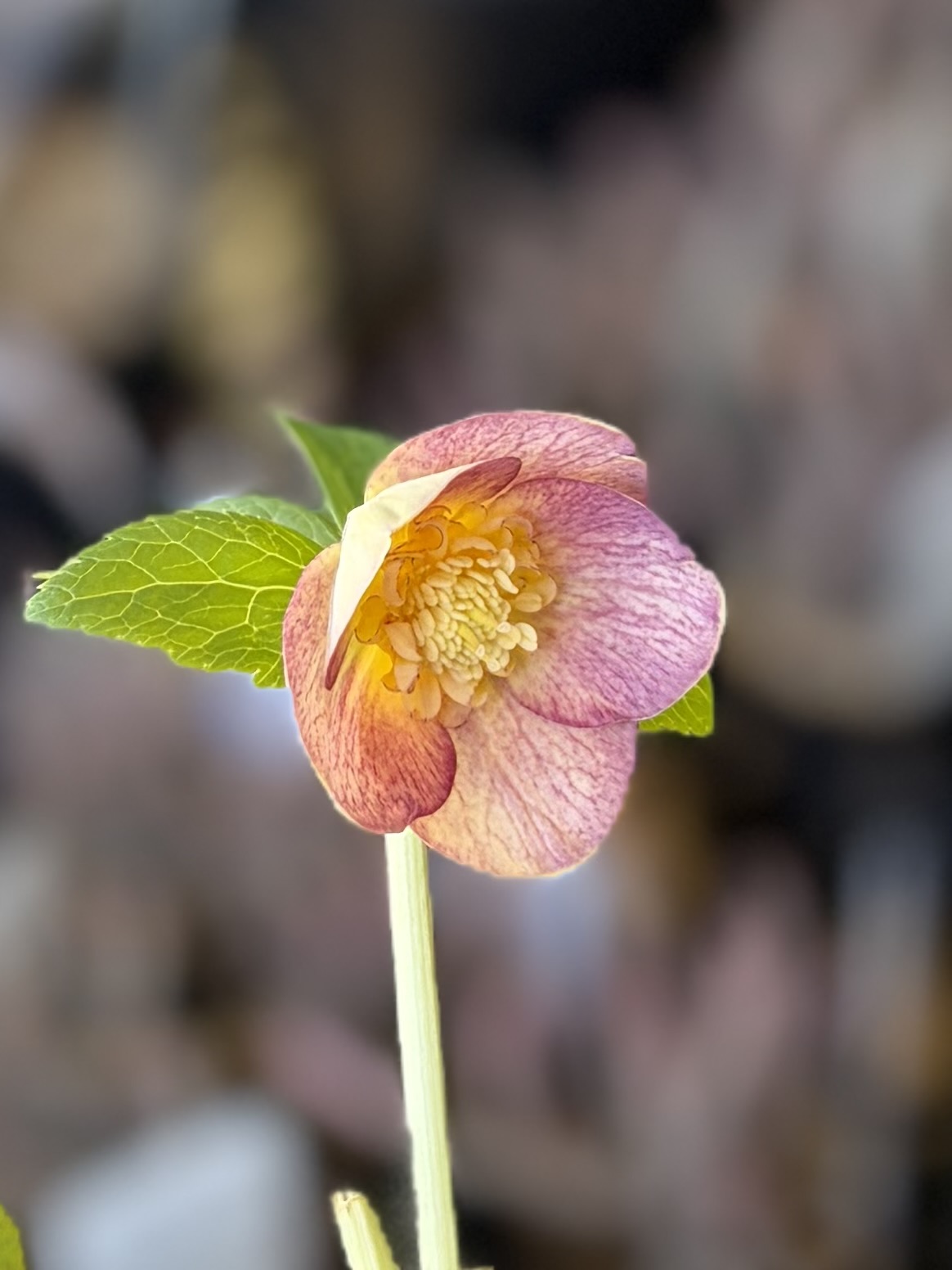 蜃気楼sd【Og204】 | グリーンホビー