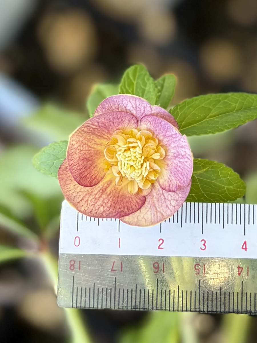 蜃気楼sd【Og204】 | グリーンホビー